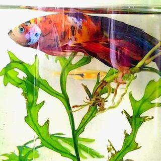 錦ベタ 鯉ベタ コイベタ ハーフムーン