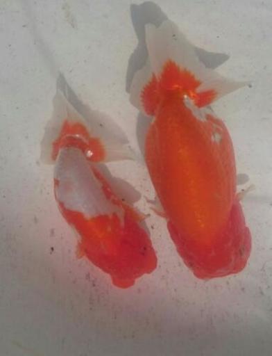 らんちゅう 親魚 ペア