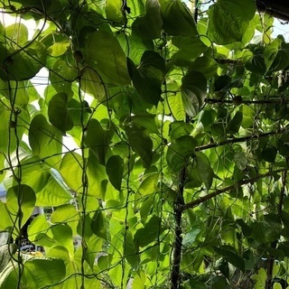 宇宙芋を育てよう会員募集 最終 オカリナhiro 伊予土居のその他の中古あげます 譲ります ジモティーで不用品の処分