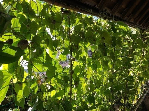 宇宙芋を育てよう会員募集 最終 オカリナhiro 伊予土居のその他の中古あげます 譲ります ジモティーで不用品の処分