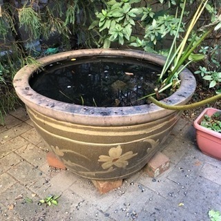 ビオトープ池 睡蓮鉢