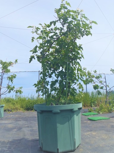 花付き 実付きはじめ 鉢植えブラックベリー Ebiharu 豊田のその他の中古あげます 譲ります ジモティーで不用品の処分