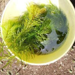 マツモ 水草 メダカに まいたこ 経堂のその他の中古あげます 譲ります ジモティーで不用品の処分 マツモ 水草 メダカに まいたこ 経堂のその他の中古あげます 譲ります ジモティーで不用品の処分