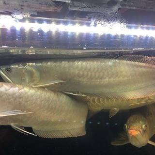 Wildシルバーアロワナ コロンビア産 43㎝+-