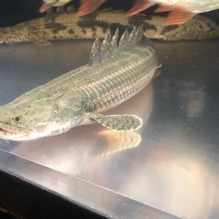 値下げチャド産 Wildビキールビキール 45㎝+- 美品