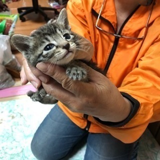 キジトラ3兄妹の長女の家族になってくれる方 - 猫