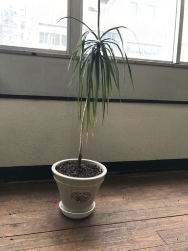観葉植物 名前不明 Kedama 高松のその他の中古あげます 譲ります ジモティーで不用品の処分 観葉植物 名前不明 Kedama 高松のその他の中古あげます 譲ります ジモティーで不用品の処分