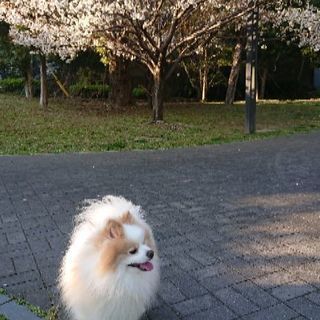 里親募集 - 長崎市