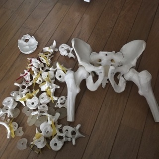 背骨と骨盤模型