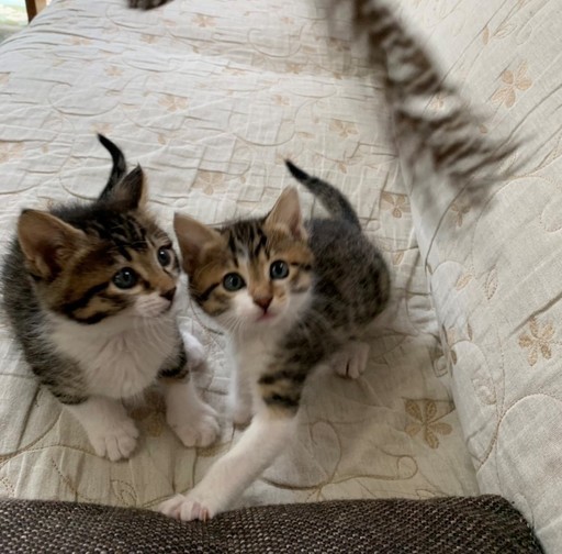 可愛い 美形の子猫です 地域ねこの会西神 神戸の猫の里親募集 ジモティー 可愛い 美形の子猫です 地域ねこの会西神 神戸の猫の里親募集 ジモティー