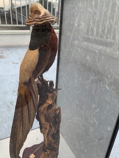 錦鶏鳥  剥製