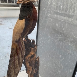 錦鶏鳥 剥製