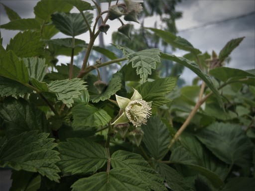 花付き 実付き予定 鉢植えラズベリー インディアンサマー Ebiharu 豊田のその他の中古あげます 譲ります ジモティーで不用品の処分