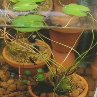 アサザ 水草 水性植物 浮葉植物 Heへのへの 名古屋のその他の中古あげます 譲ります ジモティーで不用品の処分 アサザ 水草 水性植物 浮葉植物 Heへのへの 名古屋のその他の中古あげます 譲ります ジモティーで不用品の処分