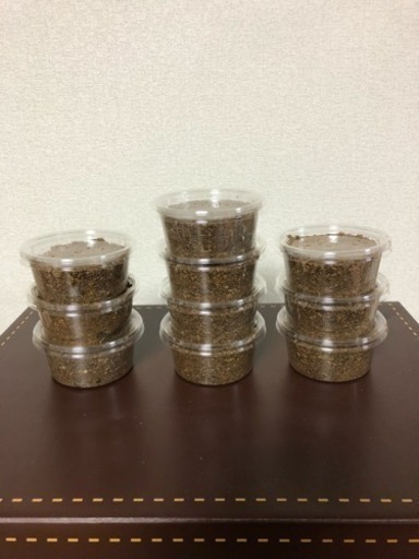 オオクワガタ大型血統ネシア879幼虫10匹セット