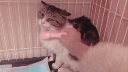 大きいタレ目の大人しいハチワレくん タカギ 藤沢の猫の里親募集 ジモティー 大きいタレ目の大人しいハチワレくん タカギ 藤沢の猫の里親募集 ジモティー
