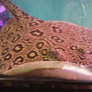 クロコダイルスティングレーのヘテロオス。