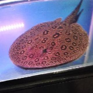 クロコダイルスティングレーのヘテロオス。