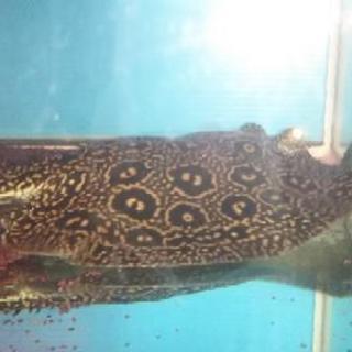 クロコダイルスティングレーのヘテロオス。