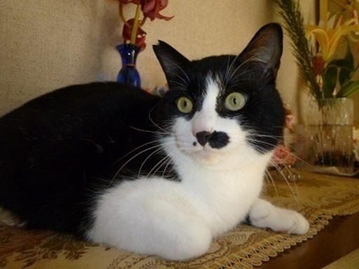 人が大好きな甘えん坊の可愛い白黒猫 ｐａｆｆｙ 摂津富田の猫の里親募集 ジモティー