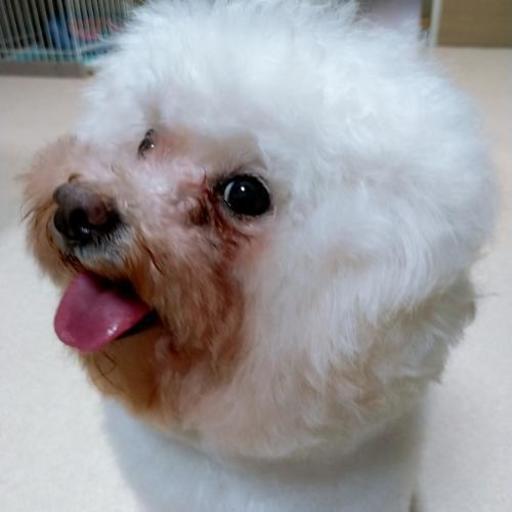 里親様決定しました ありがとうございました Rui 千鳥のその他の里親募集 ジモティー