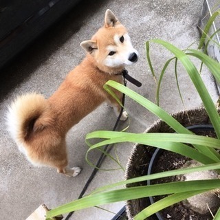 2歳半の柴犬の里親さんになってくれる方募集