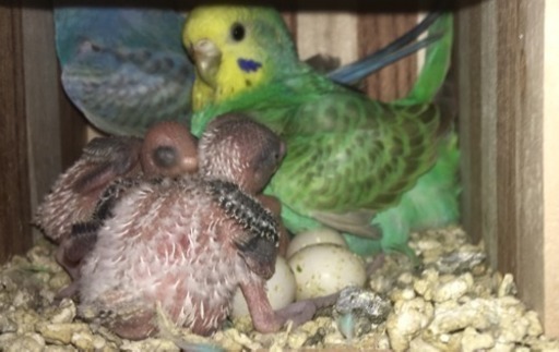 セキセイインコ 生後１ ２ヶ月 ２羽 オス メス Angeymama 大日のその他の里親募集 ジモティー