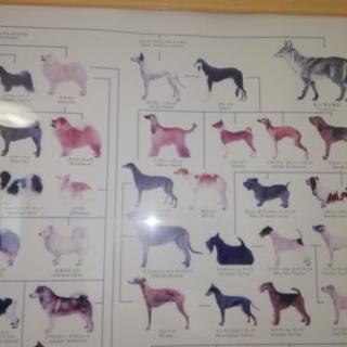 無料 大きな犬の系統図差し上げます 武人 田原町のその他の中古あげます 譲ります ジモティーで不用品の処分