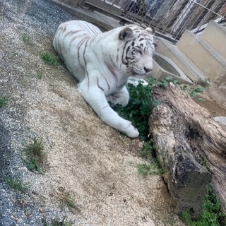 【再値下げ】東武動物公園フリーパスチケット