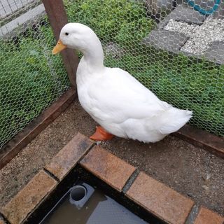 アヒル 里親募集 ジモティー