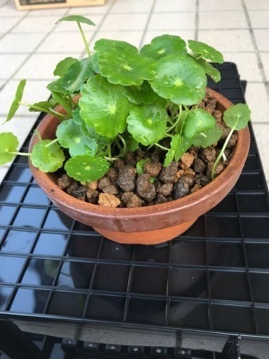 ウォーターマッシュルーム鉢植え 紅龍 西尾のその他の中古あげます 譲ります ジモティーで不用品の処分