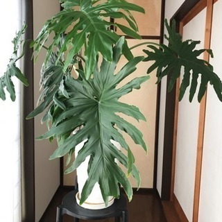 セローム鉢植え