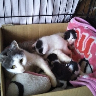 5匹の子猫のママ里親決定