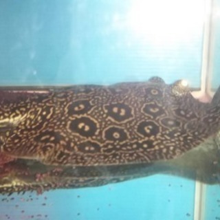 クロコダイルスティングレー♀ クロコダイルスティングレー