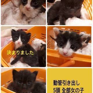 愛知県動物保護管理センターから引き出し