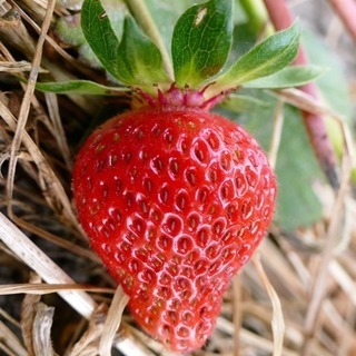 🌈 【農業体験】週末の気分転換に美味しい空気を味わおう🍓