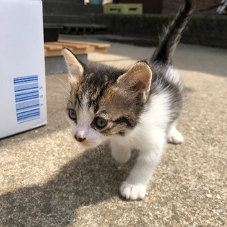 野良猫が産んだ子猫達