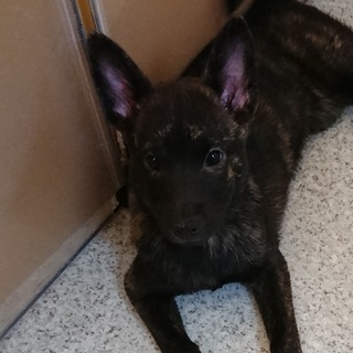再募集 甲斐犬 生後3ヶ月の女の子 もらってください satobou 和泉のその他の里親募集 ジモティー 再募集 甲斐犬 生後3ヶ月の女の子 もらってください satobou 和泉のその他の里親募集 ジモティー