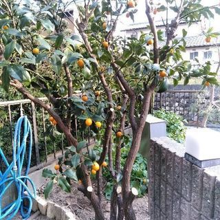 金柑枝付き本日午後に剪定 すずかしみん 鼓ヶ浦のその他の中古あげます 譲ります ジモティーで不用品の処分