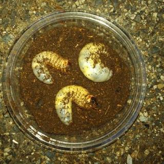 カブトムシ幼虫３匹セット