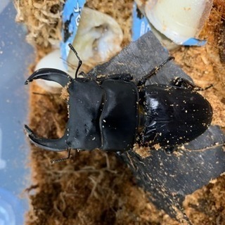 オオクワガタ 20匹まとめて飼育ケース付