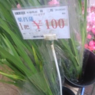 葉菖蒲入荷いたしました。