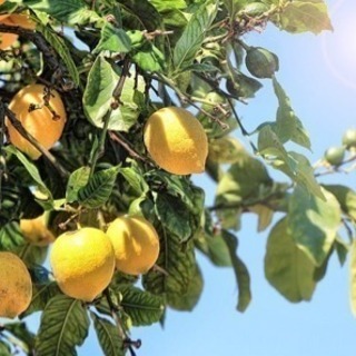 レモンの苗木 柑橘系植物の苗木 