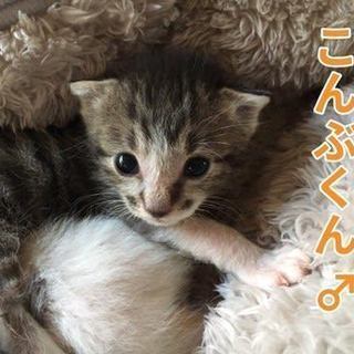母猫さんの命を引き継いだ3兄弟 − 愛知県