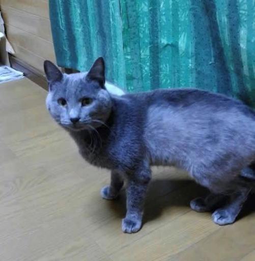 ロシアンブルー系のみらい君 ねこネットあま 藤浪の猫の里親募集 ジモティー