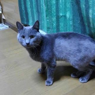 ロシアンブルー系 里親募集 ジモティー