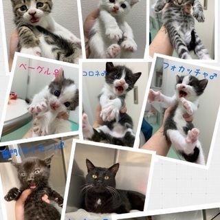 東京都 台東区の子猫 里親募集 ジモティー