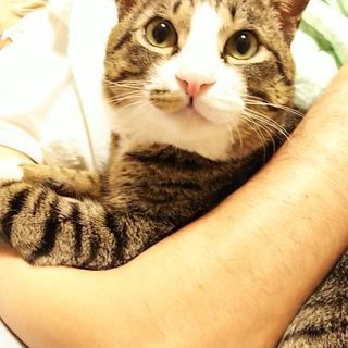 甘えん坊★一匹飼い募集