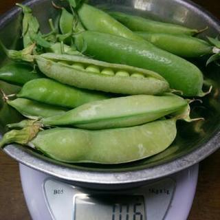 野菜栽培士が育てた 無農薬有機栽培 うすいエンドウ豆 100ｇ