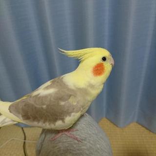 オカメインコ。